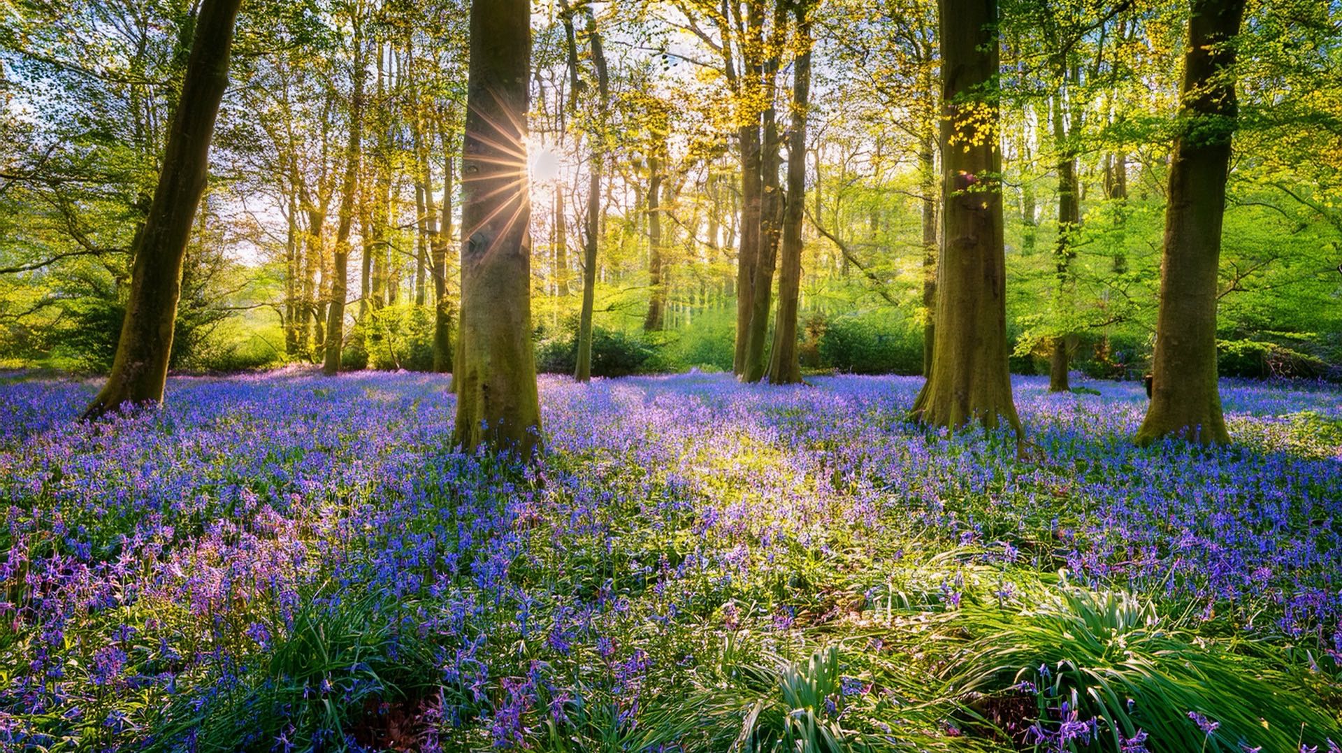 Low sunlight through beech trunks over a woodland floor carpeted with bluebells