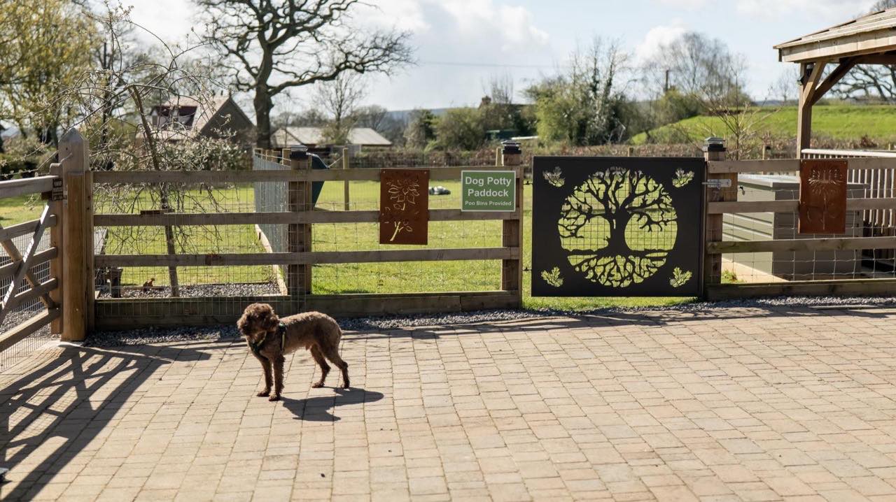 A dog in the paddock at Chapel Hill Stables