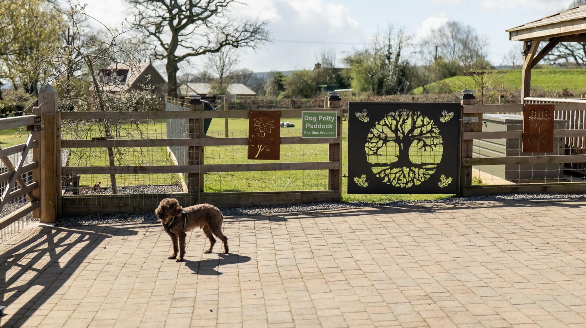 Small brown dog standing on block paving in front of a fenced grass paddock with a decorative gate