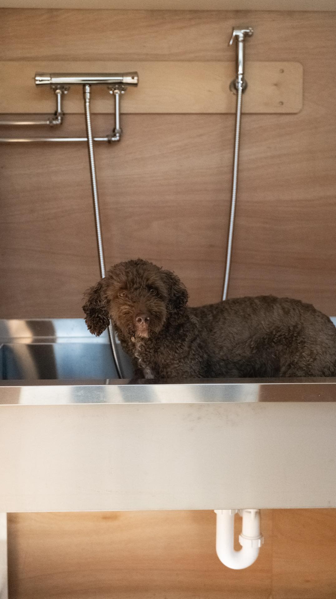 Curly-coated brown dog standing in a stainless steel dog wash tub with shower fittings behind