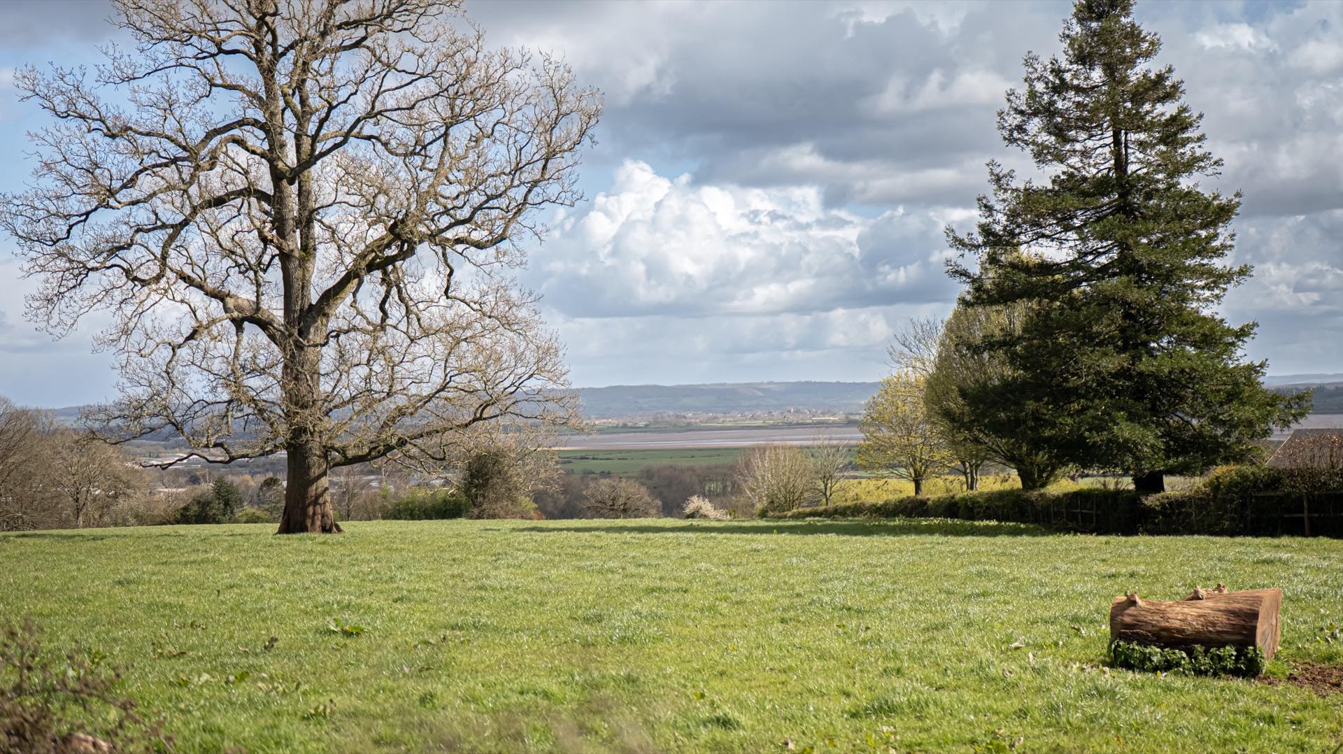Grass paddock with a bare tree and tall conifer, looking out over hedgerows to farmland and distant hills